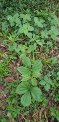Dioscorea dregeana