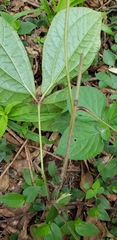 Dioscorea dregeana