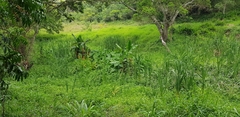 Hedychium gardnerianum
