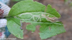 Phytomyza plantaginis