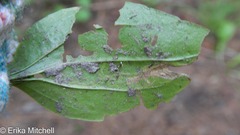 Phytomyza plantaginis