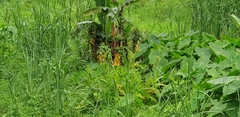 Hedychium gardnerianum