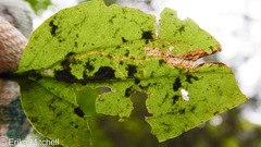 Phytomyza plantaginis