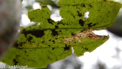 Phytomyza plantaginis