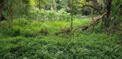 Hedychium gardnerianum