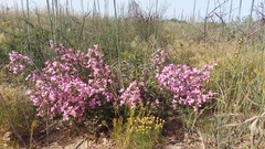 Podalyria microphylla