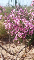 Podalyria microphylla