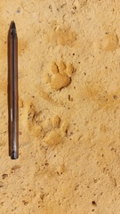 Herpestes pulverulentus