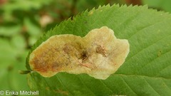 Cameraria betulivora