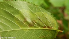 Cameraria betulivora