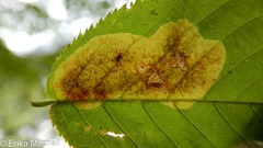 Cameraria betulivora