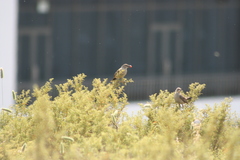 Cercotrichas coryphoeus coryphoeus