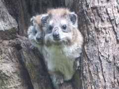 Dendrohyrax arboreus