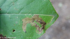 Stigmella slingerlandella