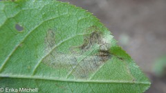 Stigmella slingerlandella