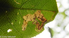 Stigmella slingerlandella