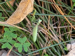Mantis religiosa religiosa