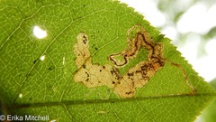 Stigmella slingerlandella