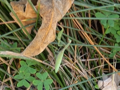 Mantis religiosa religiosa