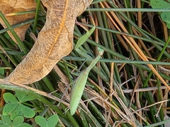 Mantis religiosa religiosa