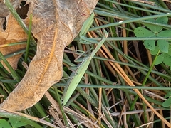 Mantis religiosa religiosa