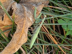 Mantis religiosa religiosa