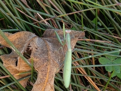 Mantis religiosa religiosa