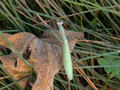 Mantis religiosa religiosa