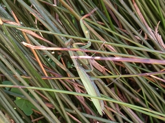 Mantis religiosa religiosa