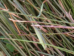 Mantis religiosa religiosa