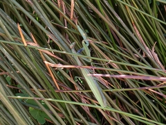 Mantis religiosa religiosa