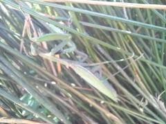 Mantis religiosa religiosa