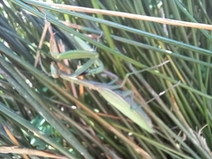 Mantis religiosa religiosa