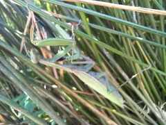 Mantis religiosa religiosa