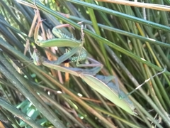 Mantis religiosa religiosa