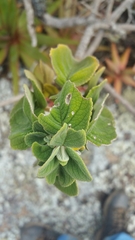 Tetradenia fruticosa image