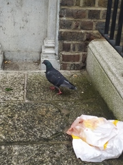 Columba livia domestica
