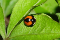 Coelophora bowringii