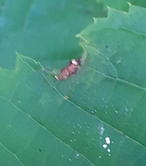 Phytoptus tetratrichus