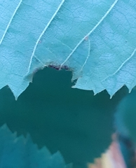 Phytoptus tetratrichus