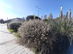 Baccharis spicata