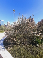 Baccharis spicata