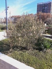 Baccharis spicata