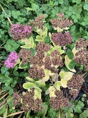 Hylotelephium spectabile