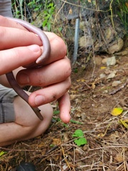 Amphisbaena fenestrata