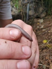 Amphisbaena fenestrata