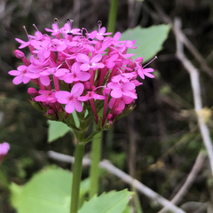 Centranthus macrosiphon
