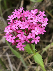 Centranthus macrosiphon