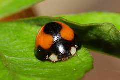 Coelophora bowringii