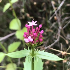 Centranthus macrosiphon